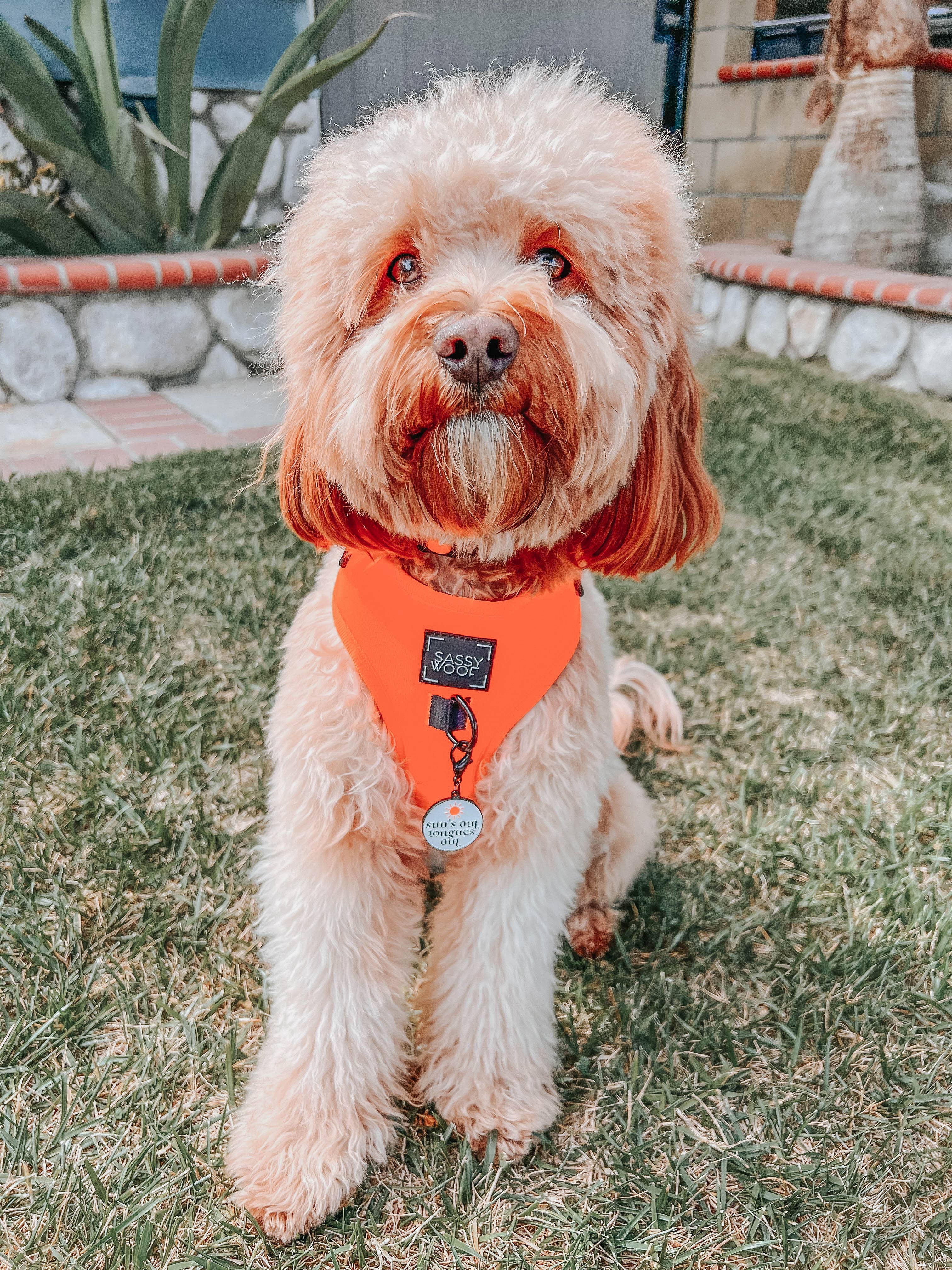 SASSY WOOF - Dog Adjustable Harness - Neon Orange: XXS